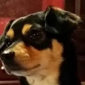 Meet your Posher, Shumei